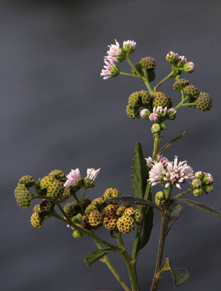 Ethulia conyzoides subsp. conyzoides Ethulia conyzoides subsp. conyzoides