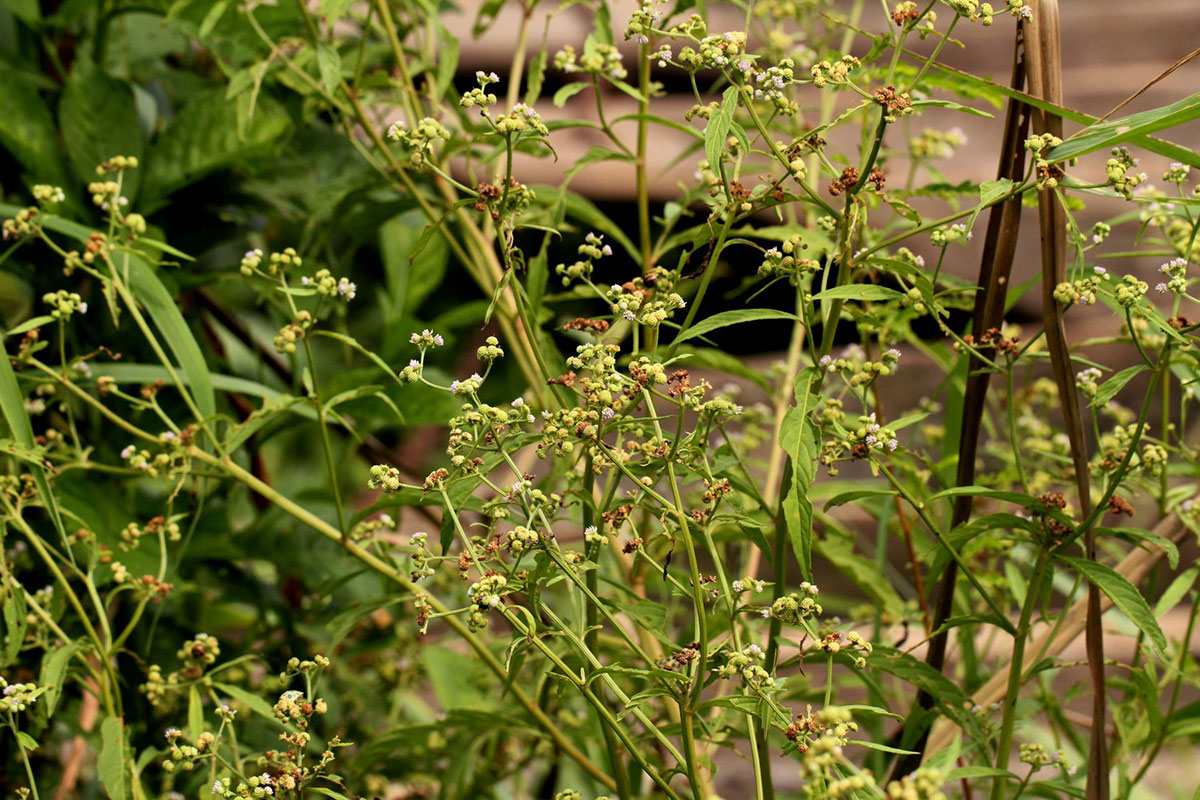 Ethulia conyzoides subsp. conyzoides Ethulia conyzoides subsp. conyzoides