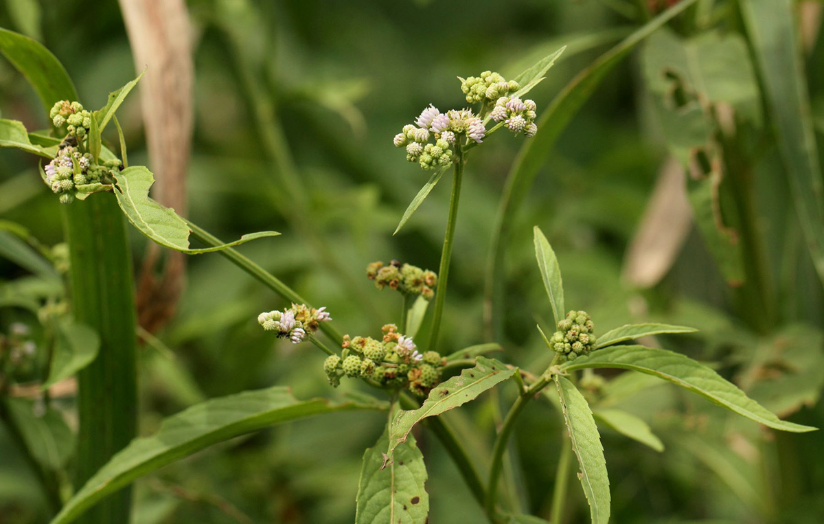 Ethulia conyzoides subsp. conyzoides Ethulia conyzoides subsp. conyzoides