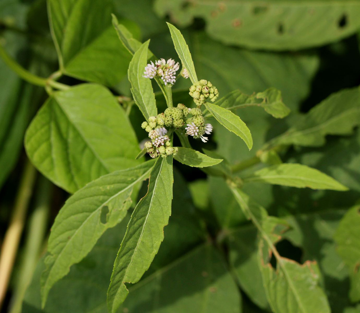 Ethulia conyzoides subsp. conyzoides Ethulia conyzoides subsp. conyzoides