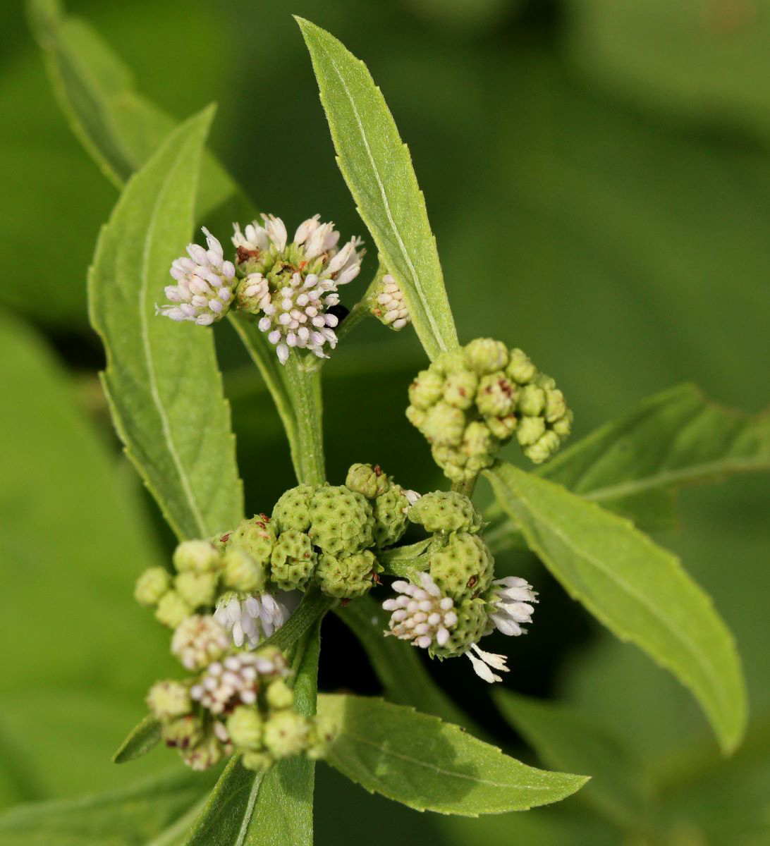 Ethulia conyzoides subsp. conyzoides Ethulia conyzoides subsp. conyzoides