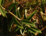 Orbivestus karaguensis