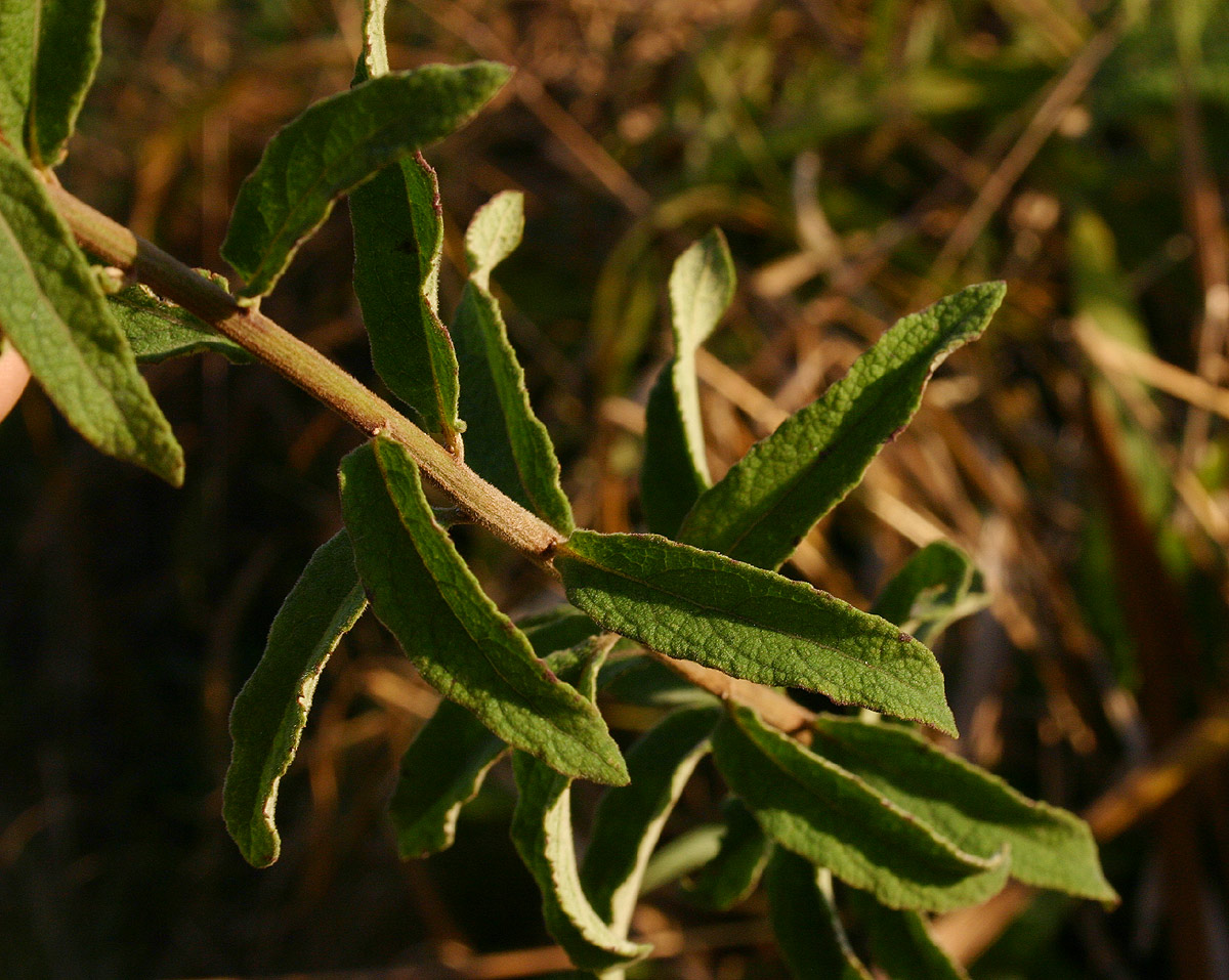 Orbivestus karaguensis Orbivestus karaguensis