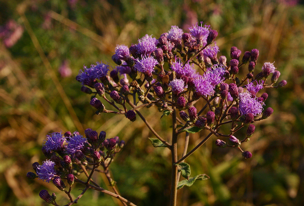 Orbivestus karaguensis Orbivestus karaguensis
