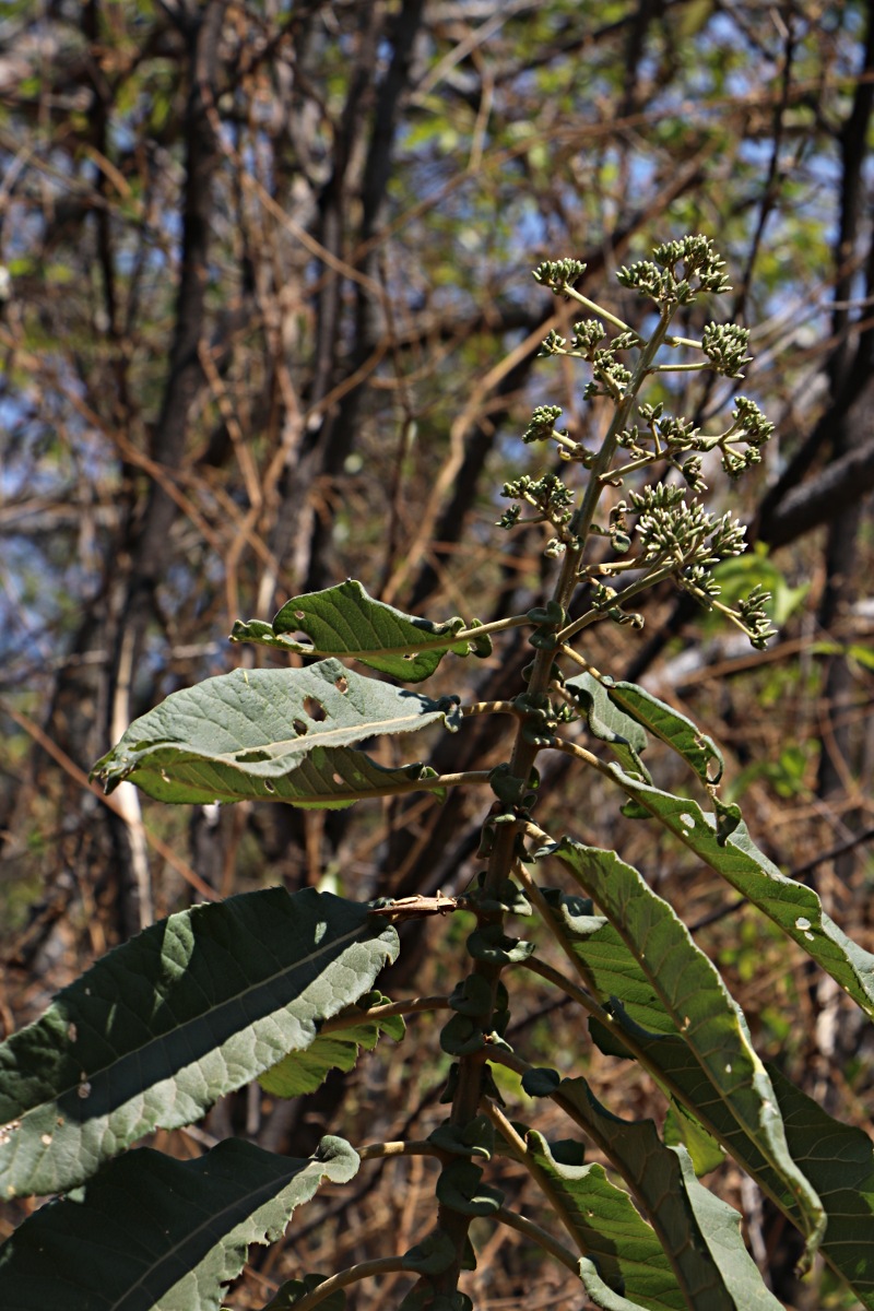 Vernonia myriantha