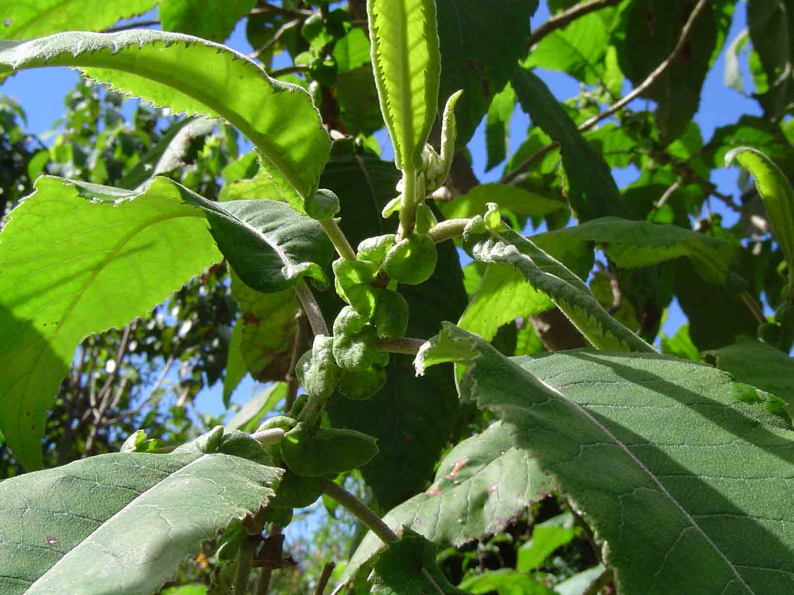 Vernonia myriantha Vernonia myriantha