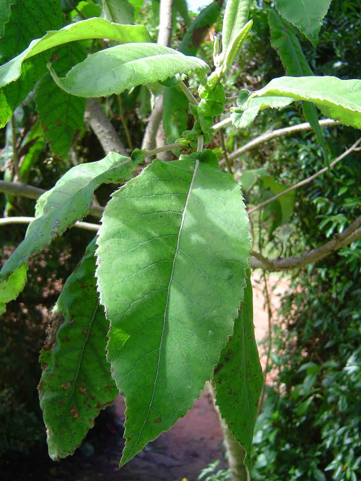 Vernonia myriantha Vernonia myriantha