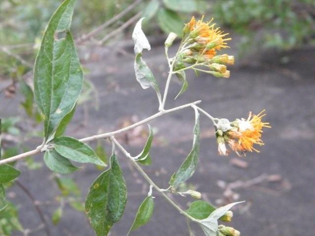 Distephanus divaricatus