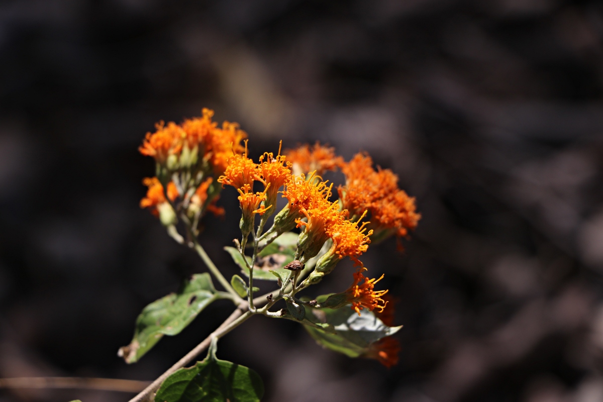 Distephanus divaricatus