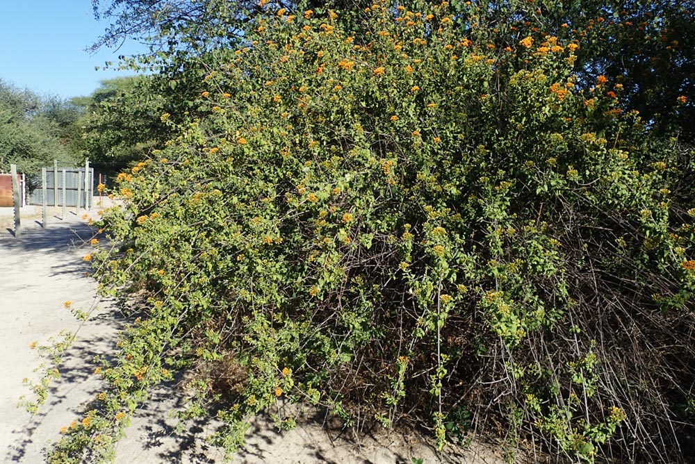 Distephanus divaricatus