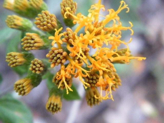 Distephanus divaricatus