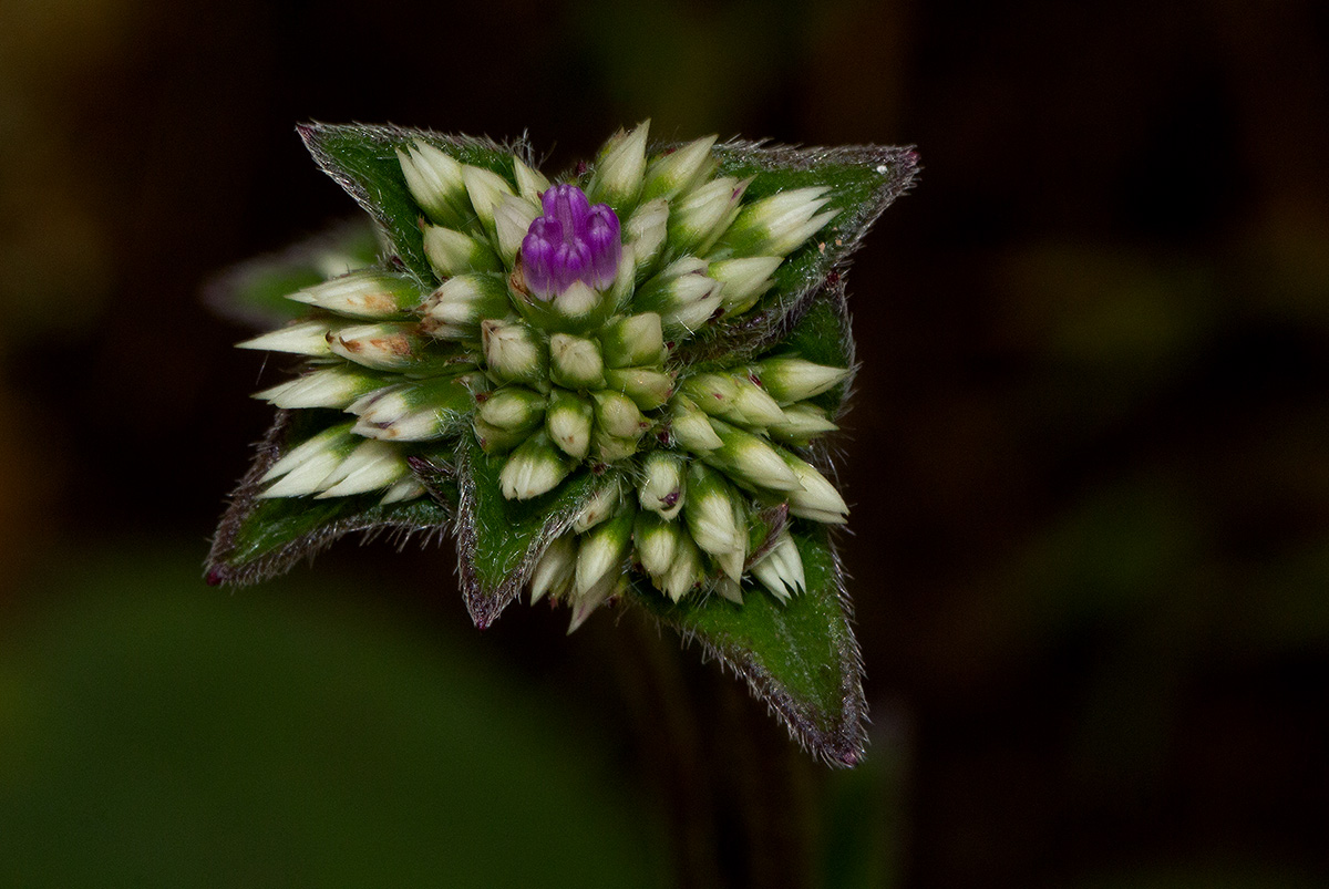Elephantopus scaber subsp. plurisetus var. plurisetus Elephantopus scaber subsp. plurisetus var. plurisetus