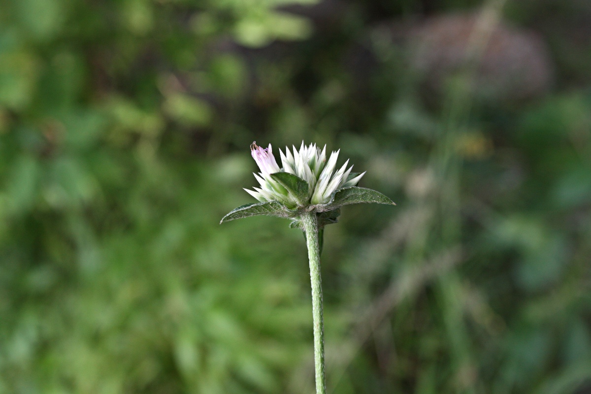 Elephantopus scaber subsp. plurisetus var. plurisetus