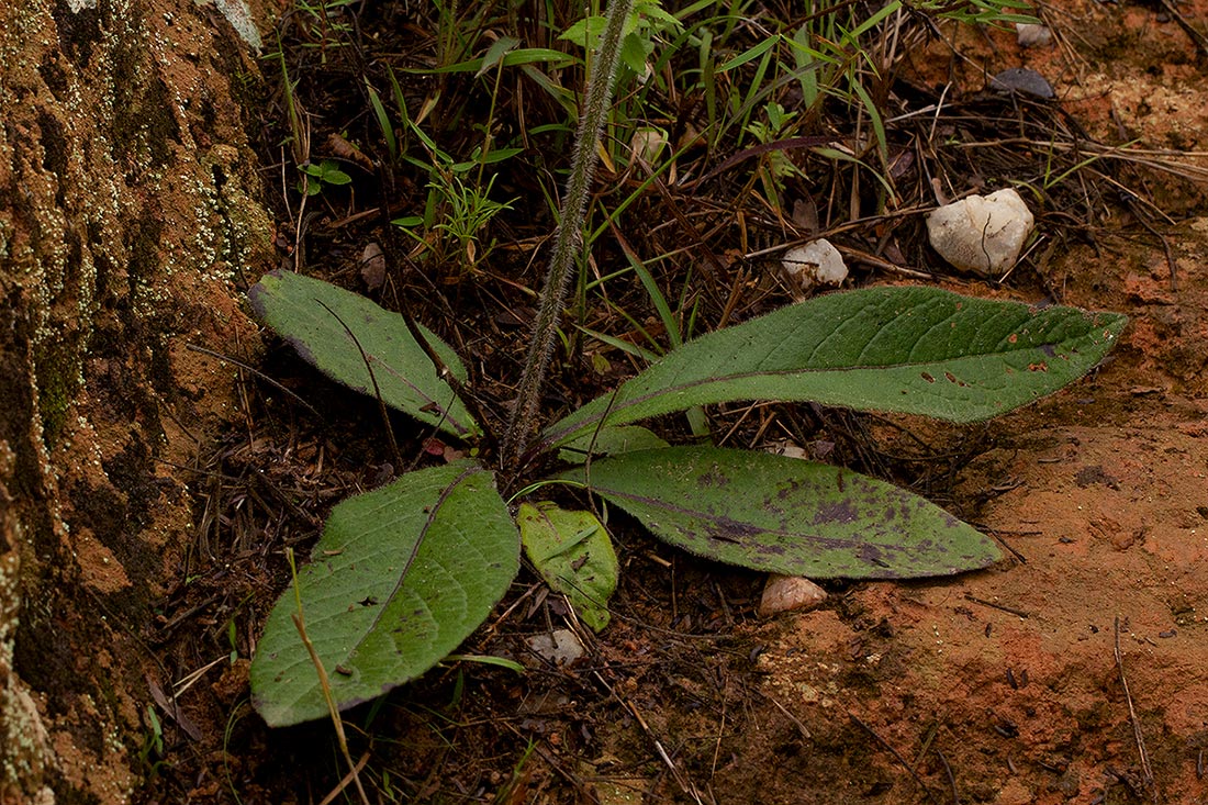 Elephantopus scaber subsp. plurisetus var. plurisetus Elephantopus scaber subsp. plurisetus var. plurisetus