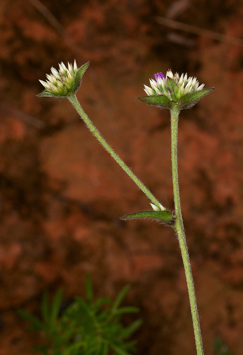 Elephantopus scaber subsp. plurisetus var. plurisetus