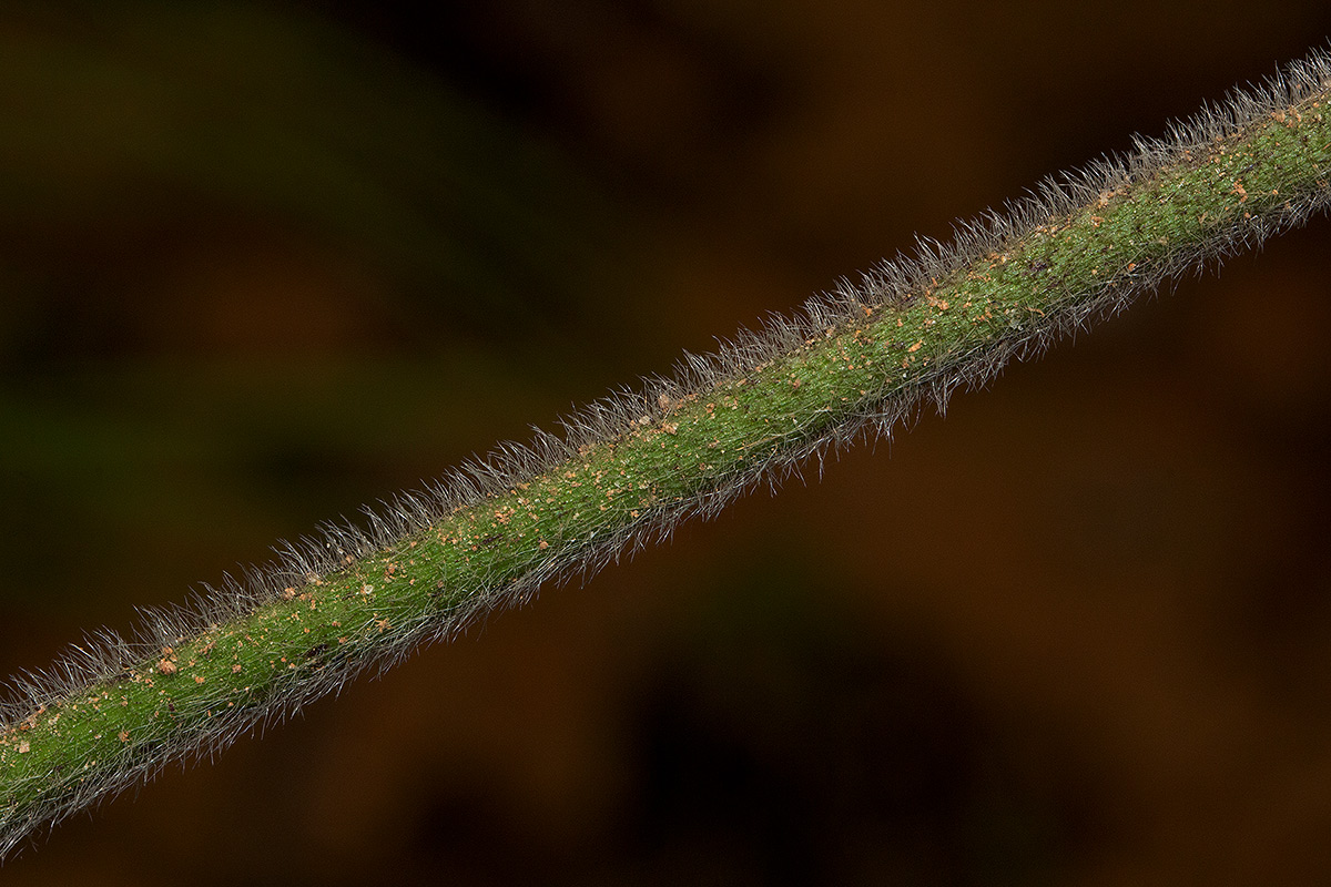 Elephantopus scaber subsp. plurisetus var. plurisetus Elephantopus scaber subsp. plurisetus var. plurisetus