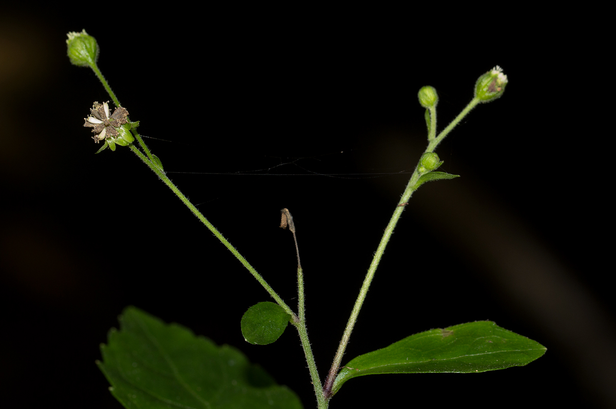 Adenostemma viscosum Adenostemma viscosum