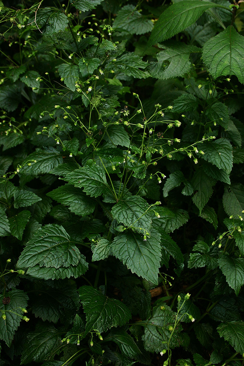 Adenostemma viscosum Adenostemma viscosum