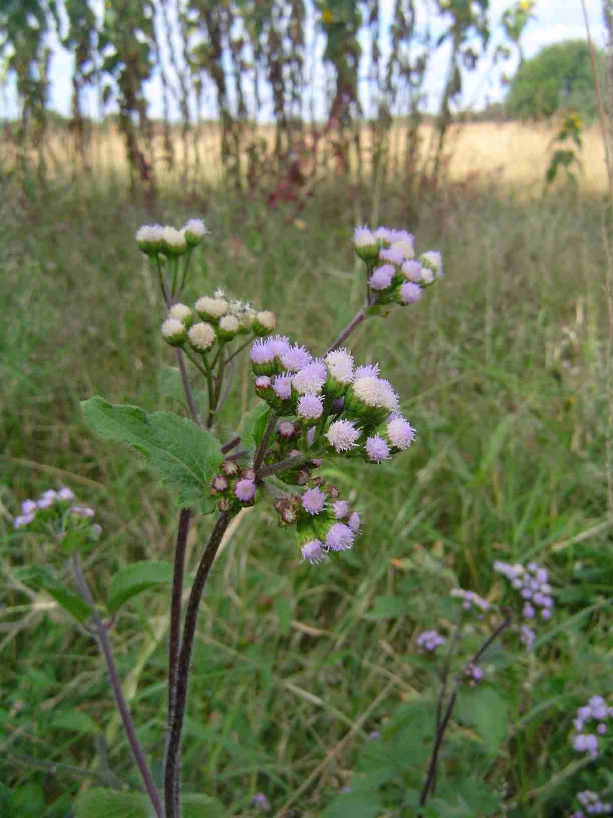 Ageratum conyzoides