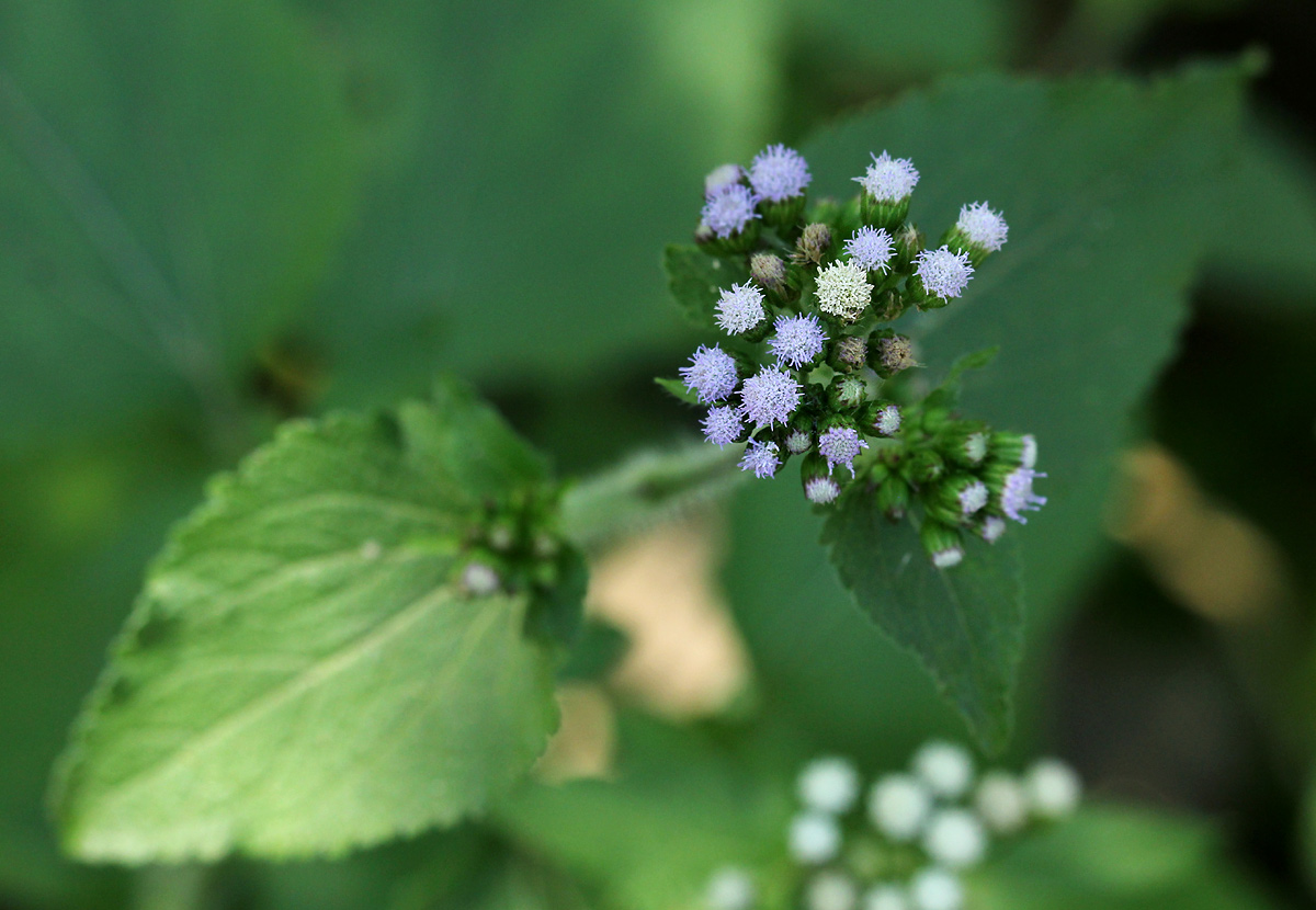 Ageratum conyzoides
