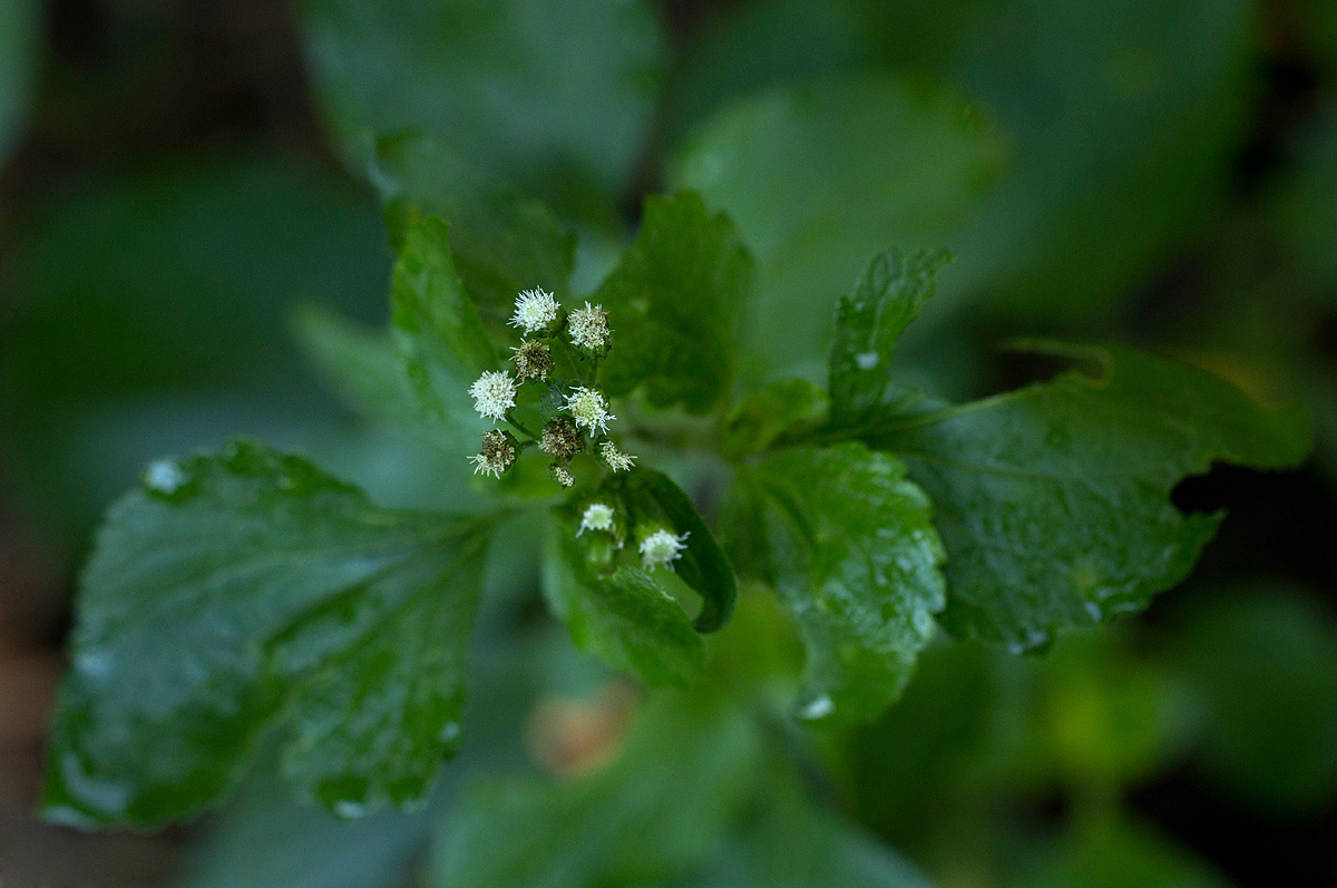 Ageratum conyzoides