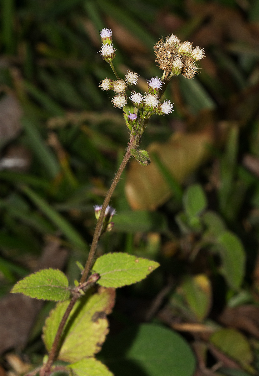 Ageratum conyzoides