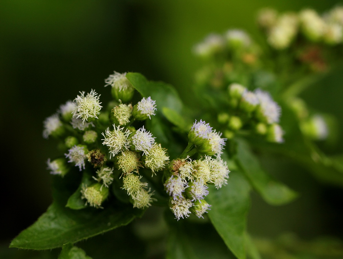Ageratum conyzoides