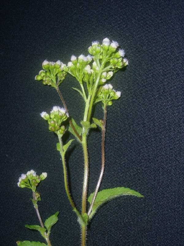 Ageratum conyzoides