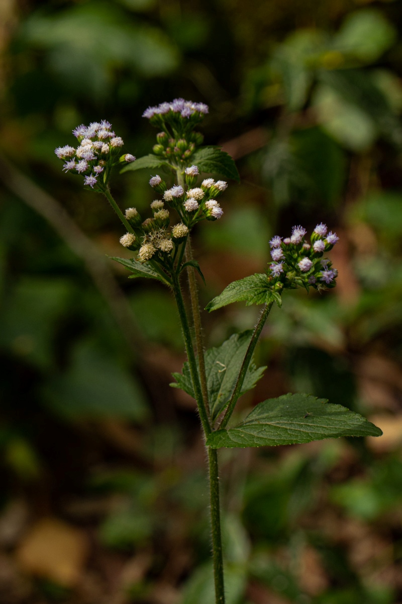 Ageratum conyzoides