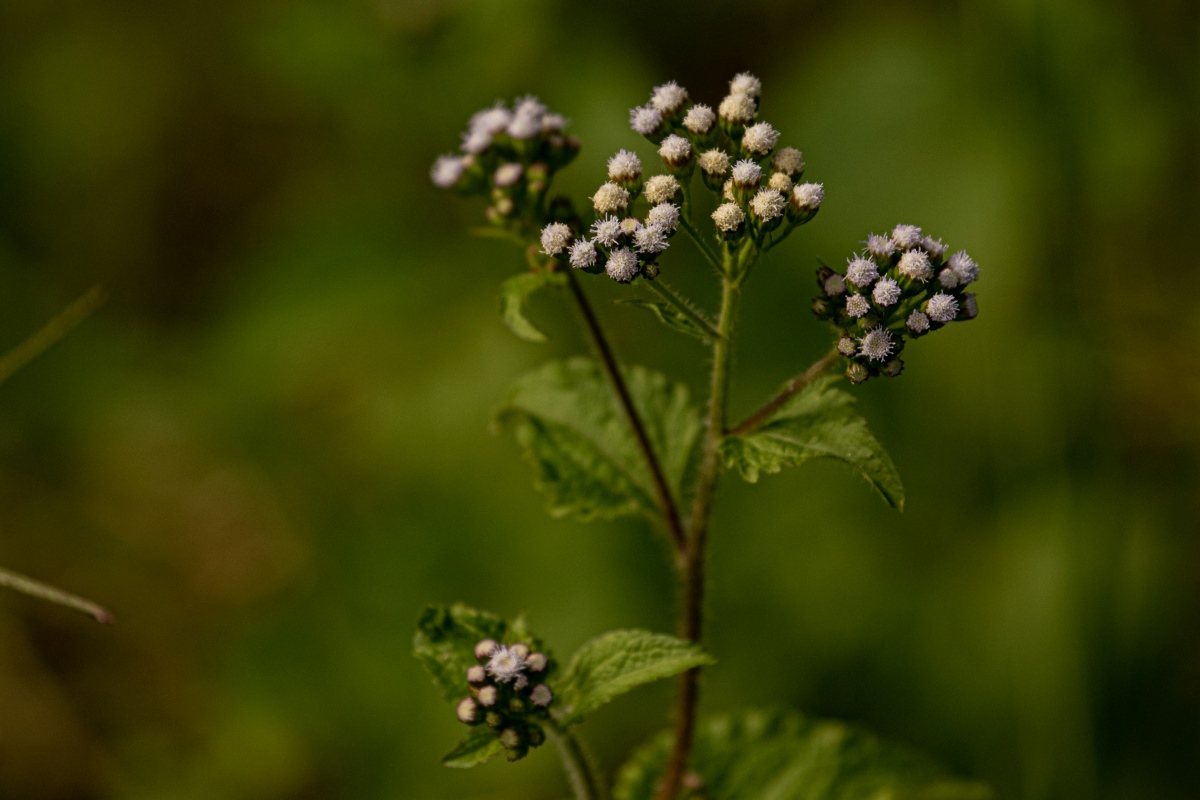 Ageratum conyzoides