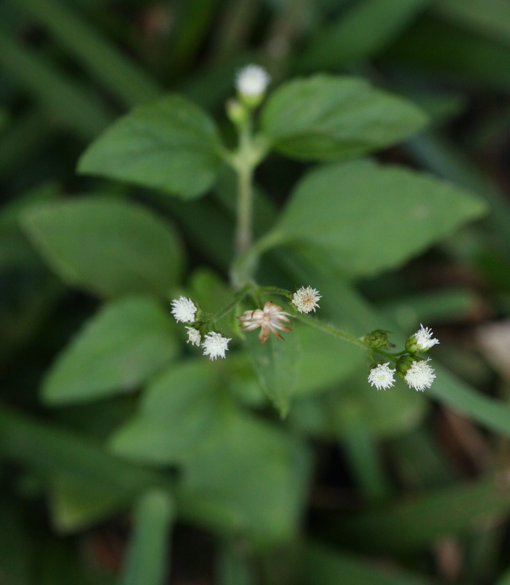 Ageratum conyzoides