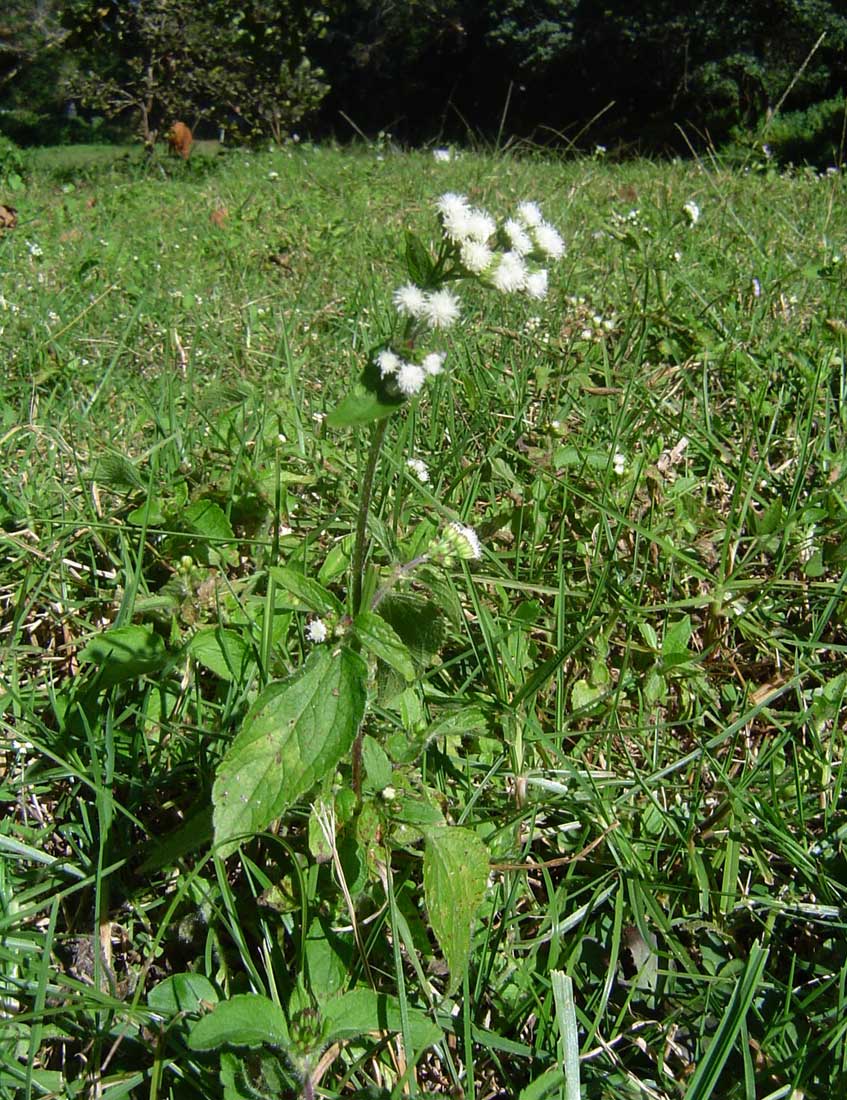Ageratum conyzoides