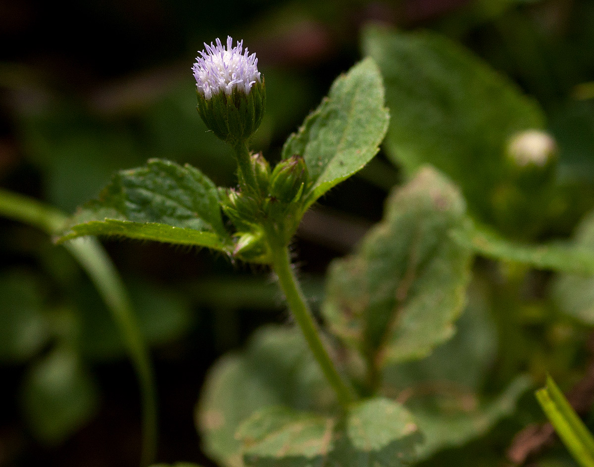 Ageratum conyzoides