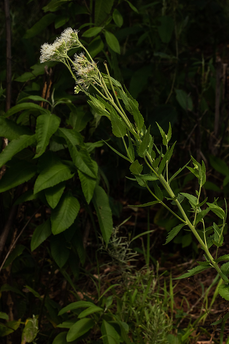 Stomatanthes africanus