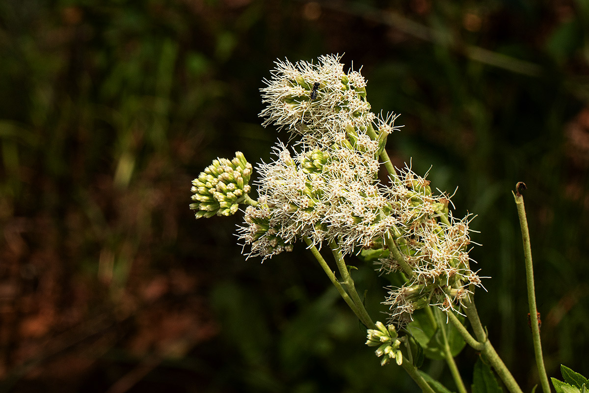 Stomatanthes africanus