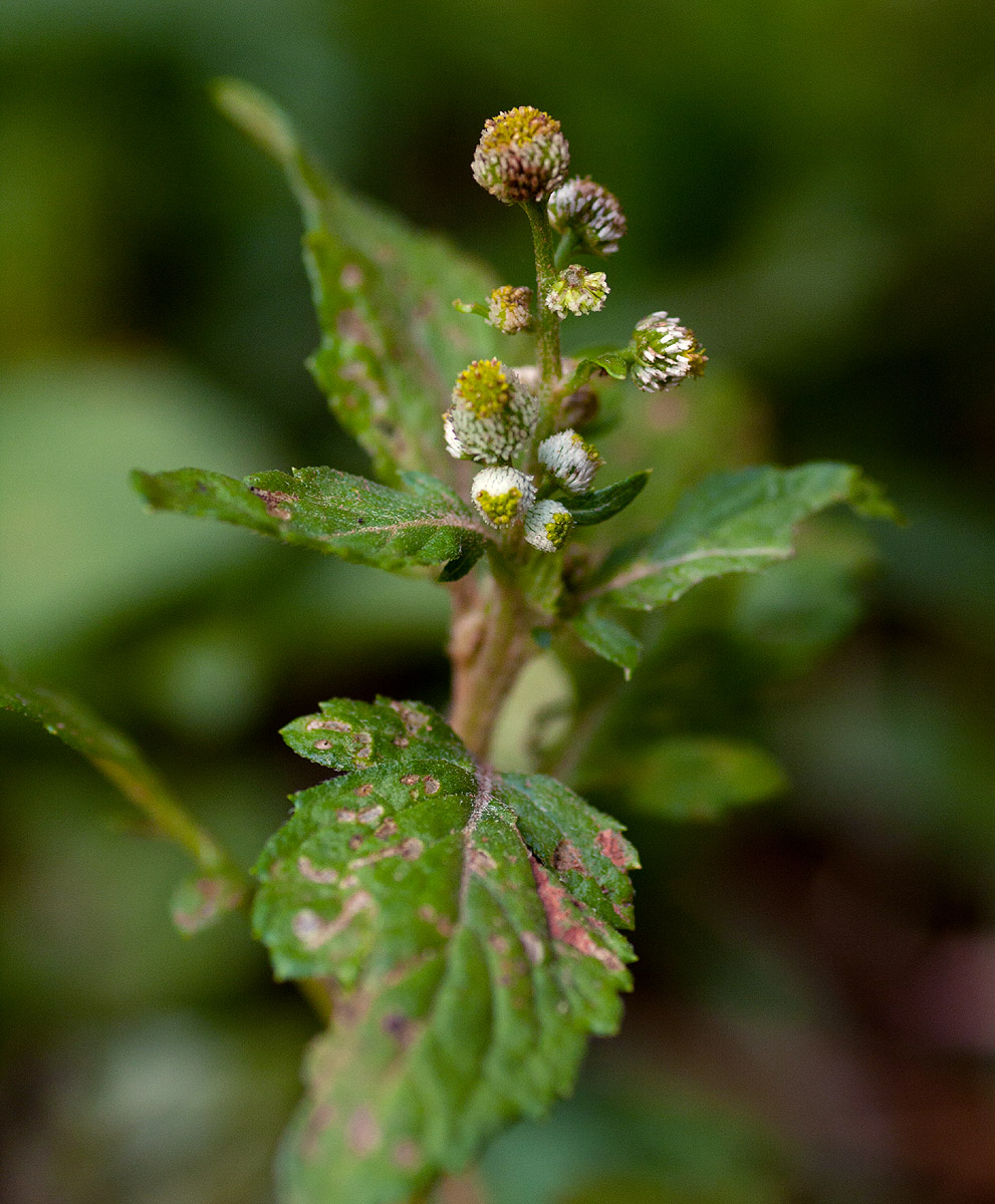 Dichrocephala integrifolia subsp. integrifolia Dichrocephala integrifolia subsp. integrifolia