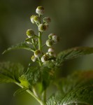 Dichrocephala integrifolia subsp. integrifolia