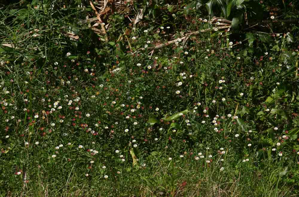 Erigeron karvinskianus Erigeron karvinskianus