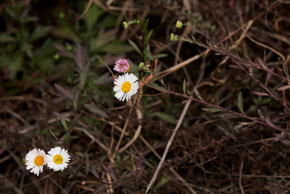 Erigeron karvinskianus Erigeron karvinskianus