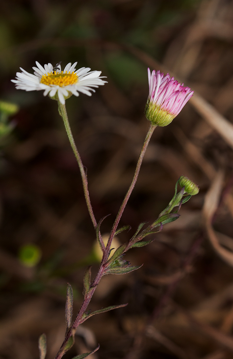 Erigeron karvinskianus Erigeron karvinskianus