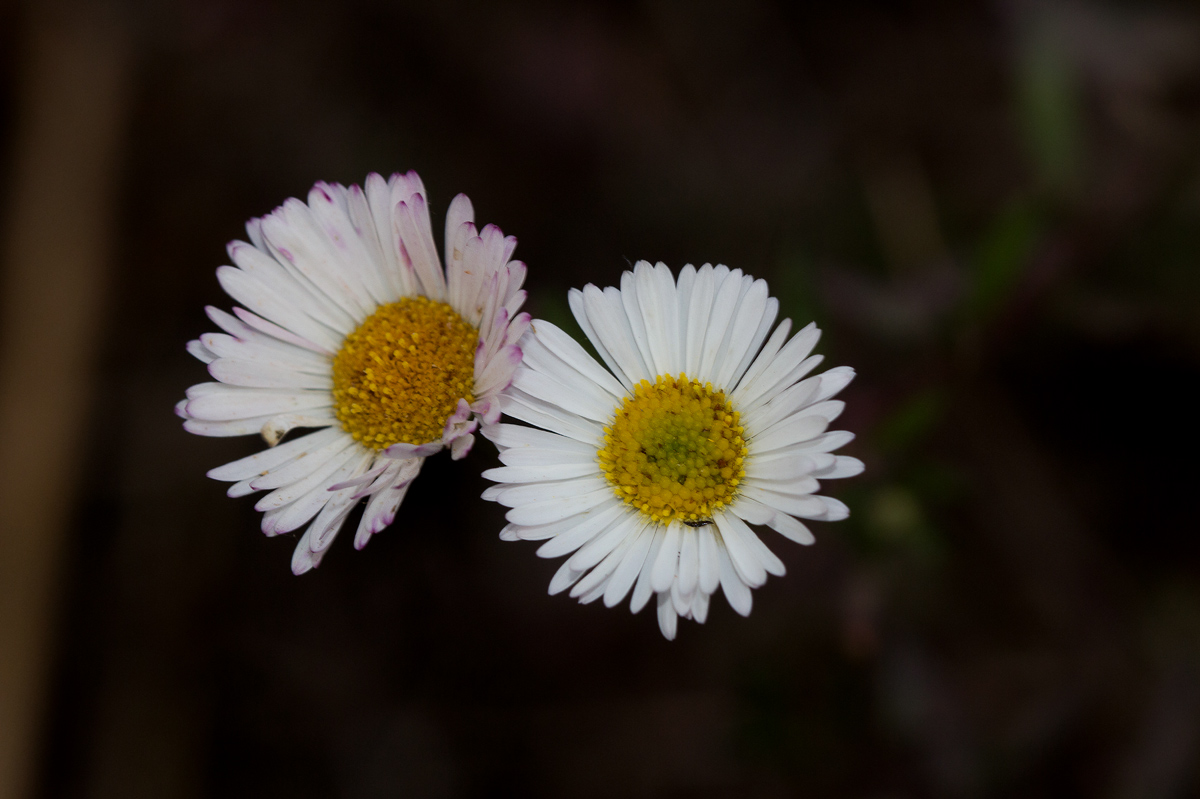 Erigeron karvinskianus