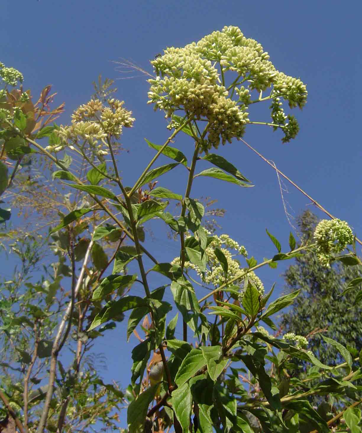Microglossa pyrifolia Microglossa pyrifolia