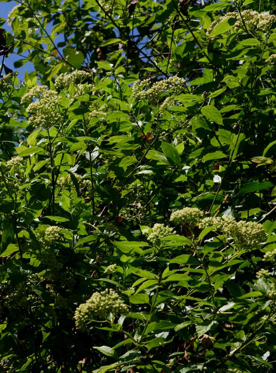 Microglossa pyrifolia Microglossa pyrifolia