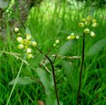 Eschenbachia gouanii