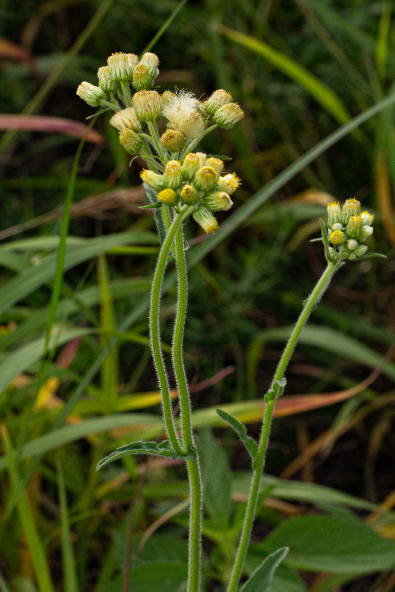 Eschenbachia gouanii Eschenbachia gouanii