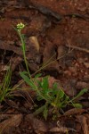 Eschenbachia gouanii