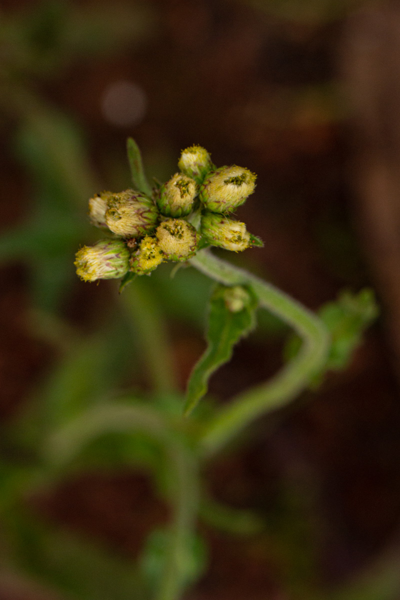 Eschenbachia gouanii Eschenbachia gouanii