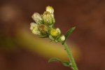 Eschenbachia gouanii