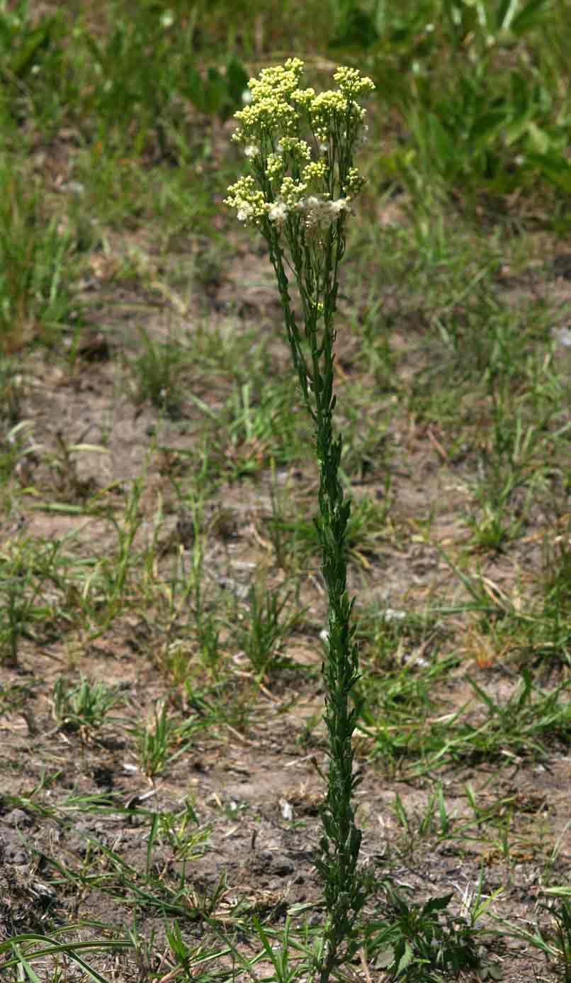 Eschenbachia stricta Eschenbachia stricta