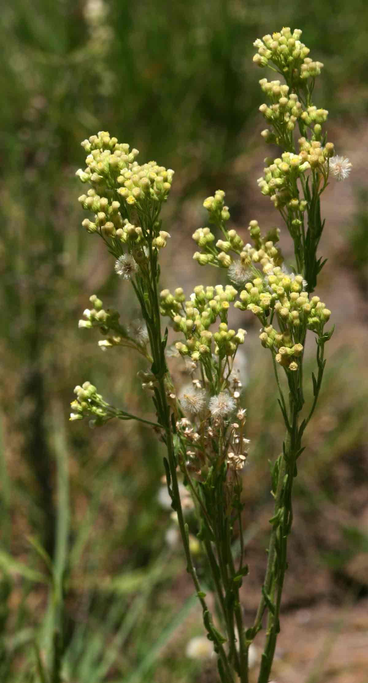 Eschenbachia stricta Eschenbachia stricta